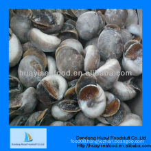 frozen moon snail meat